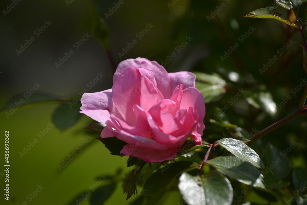Flowers and greenery with a very nice ambience on a sunny day with sunlight Flowers and greenery with a very nice ambience on a sunny day with sunlight