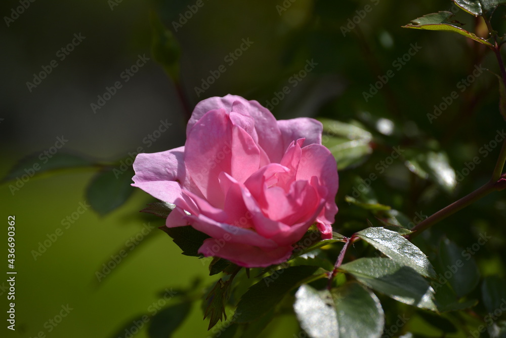 Flowers and greenery with a very nice ambience on a sunny day with sunlight