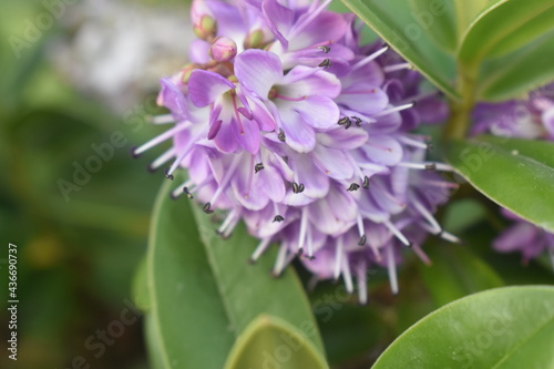 fiori lilla