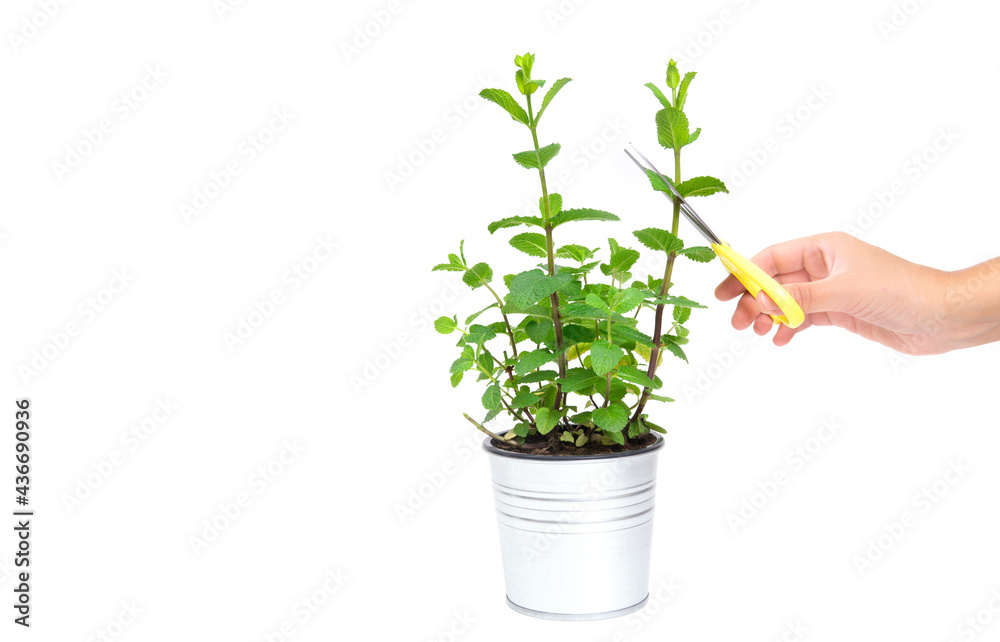 Woman's hand cuts a sprig of mint isolated on white