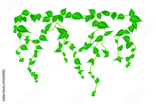 Ivy vine branch isolated on white background. Vine plant. Green hanging vine with leaves. Spring or nature plant design. Leaves hanging down. Floral pattern. Climbing plants. Stock vector illustration