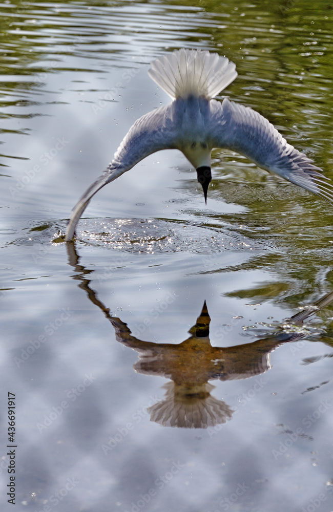 The seagull is fishing.