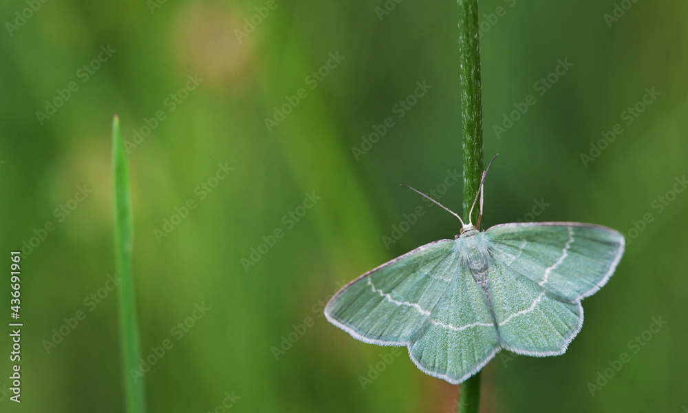 Closeup Campaea margaritaria Linnaeus moth Closeup Campaea margaritaria Linnaeus moth