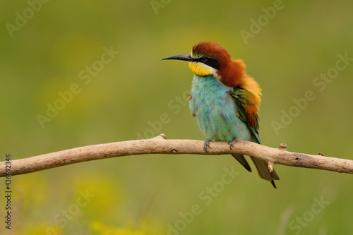 European bee-eater - merops apiaster the colorful exotic bird