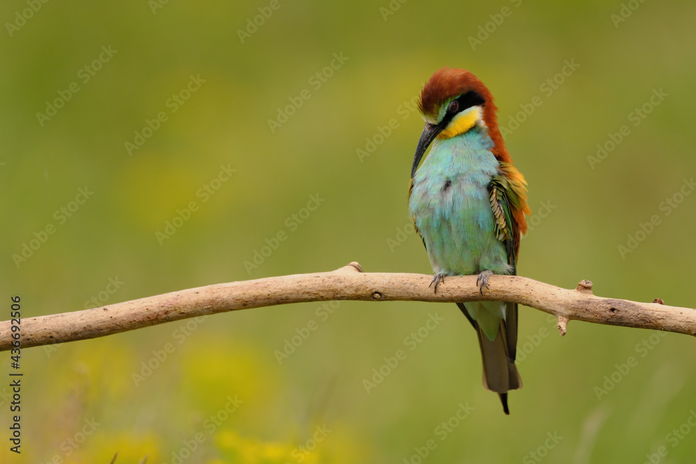 Obraz premium European bee-eater - merops apiaster the colorful exotic bird