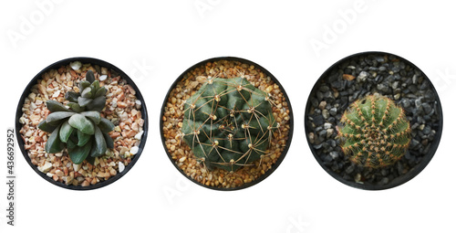 Top view Small plant in pot succulents or cactus isolated on white background.