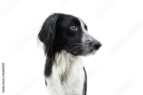 Profile serious border collie dog. Isolated on white background.