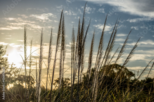 Reeds at sunset