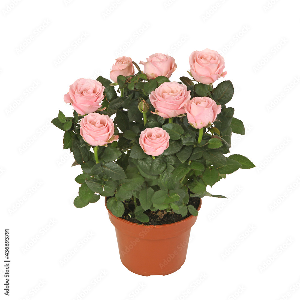 Mini rosier rose en pot sur fond blanc