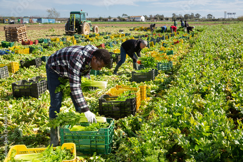Fotografie, Obraz Portrait of group of men gardeners picking harvest of fresh celery to crates in