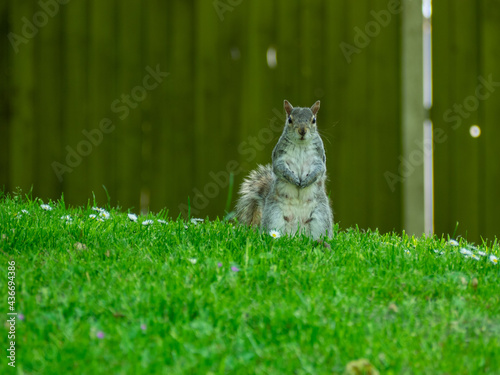 Grey Squirrel photo