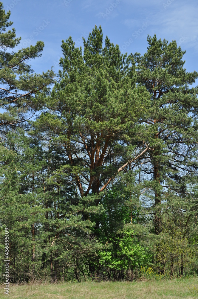 Large pine trees against the blue sky. Spring sunny day in the forest. Large pine trees against the blue sky. Spring sunny day in the forest.