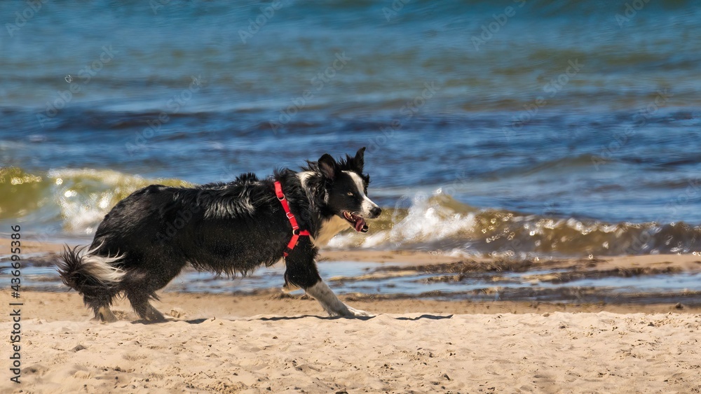 Pies na brzegu morza bałtyckiego w lecie