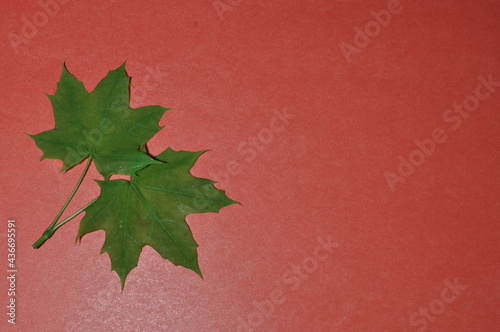 Two green maple leaves. Maple leaves on a pink paper background. Background, texture
