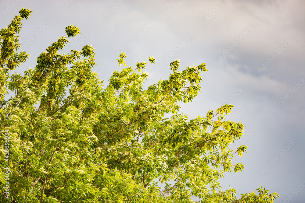 Branches of American maple trees with unripe seeds in a strong wind. Selective focus. Branches of American maple trees with unripe seeds in a strong wind. Selective focus.