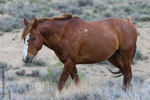 Wild Mustang Horses in Colorado