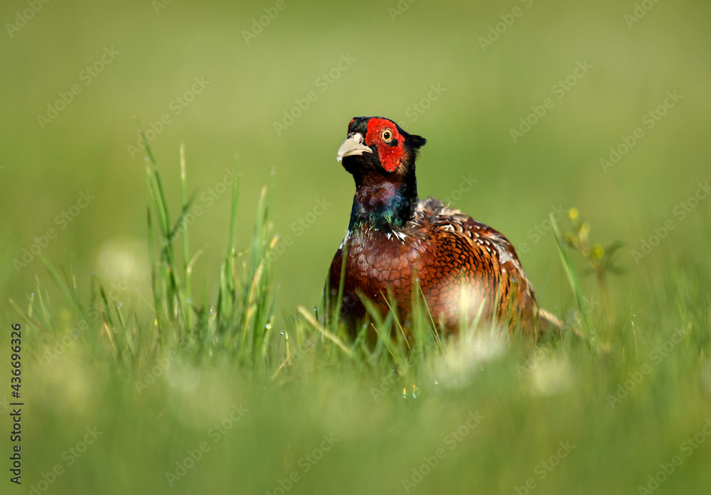 Ringneck Pheasant ( Phasianus colchicus ) male Ringneck Pheasant ( Phasianus colchicus ) male