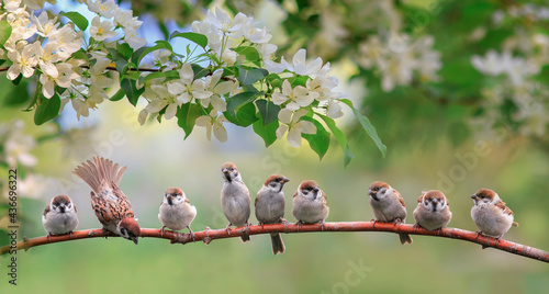 flock of small sparrow chicks sits among the blooming white branches of an ap...