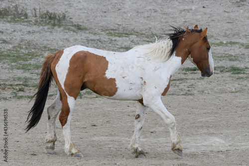 Wild Mustang Horses in Colorado photo