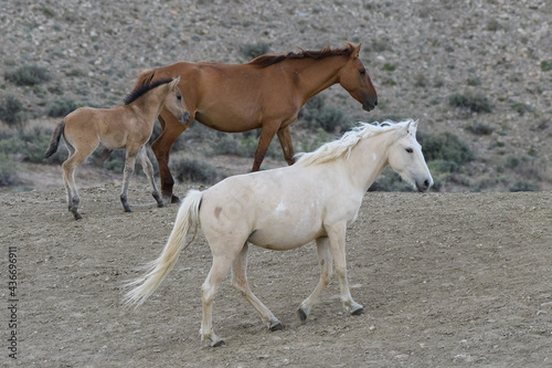 Wild Mustang Horses in Colorado © Gary