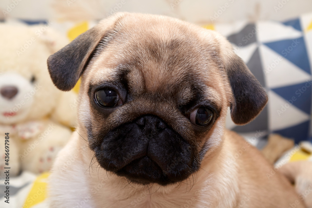 A puppy of a pug dog named Cupcake.