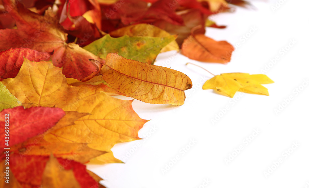 Obraz premium Feuilles mortes en automne