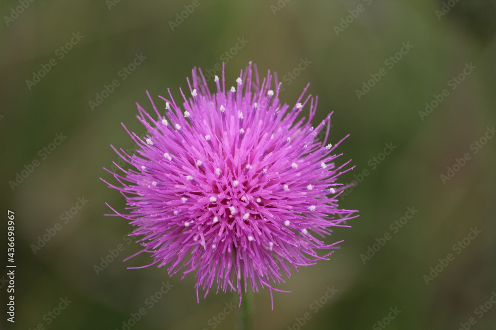 Purple Allium flower close-up photo; great background image, macro Purple Allium flower close-up photo; great background image, macro