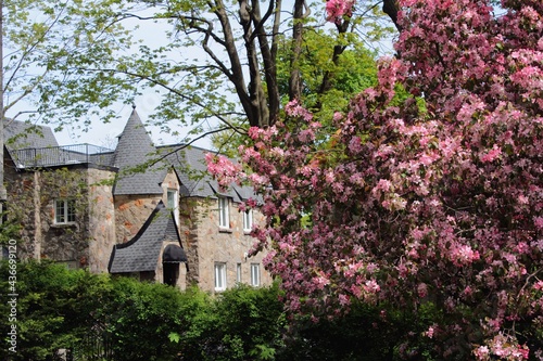 Beautiful residential street in Montreal urban area in summer with blooming tree and expensive houses during housing crisis and mortgage increase. City lifestyle, residential neighborhood of Outremont