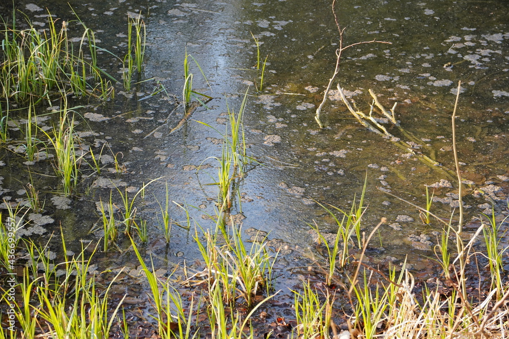 Waldspaziergang am Irschenberg: An einem Fischweiher Waldspaziergang am Irschenberg: An einem Fischweiher