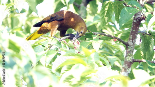 Russet-backed oropendola (Psarocolius angustifrons) perched in a tree near El Reventador in Napo province, Ecuador photo