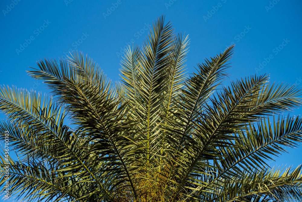 Palms on the tropical resort