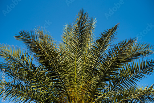 Palms on the tropical resort