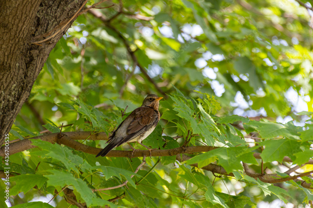 Fieldfare bird sitting on a branch of maple tree. Fieldfare bird sitting on a branch of maple tree.