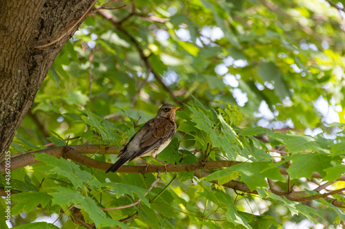 Fieldfare bird sitting on a branch of maple tree.
