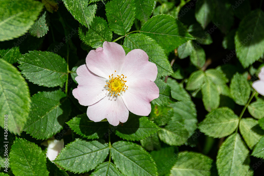 Blooming pink doge rose flowers in a park.