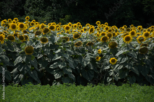 Sunflowers bloom along the Front Range in Serbia, SRB photo