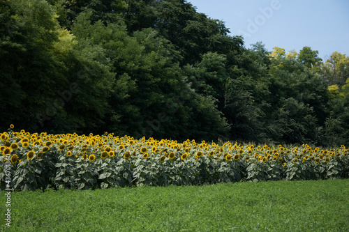 Sunflowers bloom along the Front Range in Serbia, SRB photo