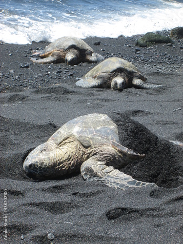 Endangered Green Sea Turtles in Kona, Hawaii, on the Black Sand Beach