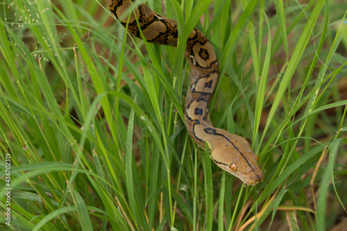 Boa Snake in the grass, Boa constrictor snake on tree branch photo