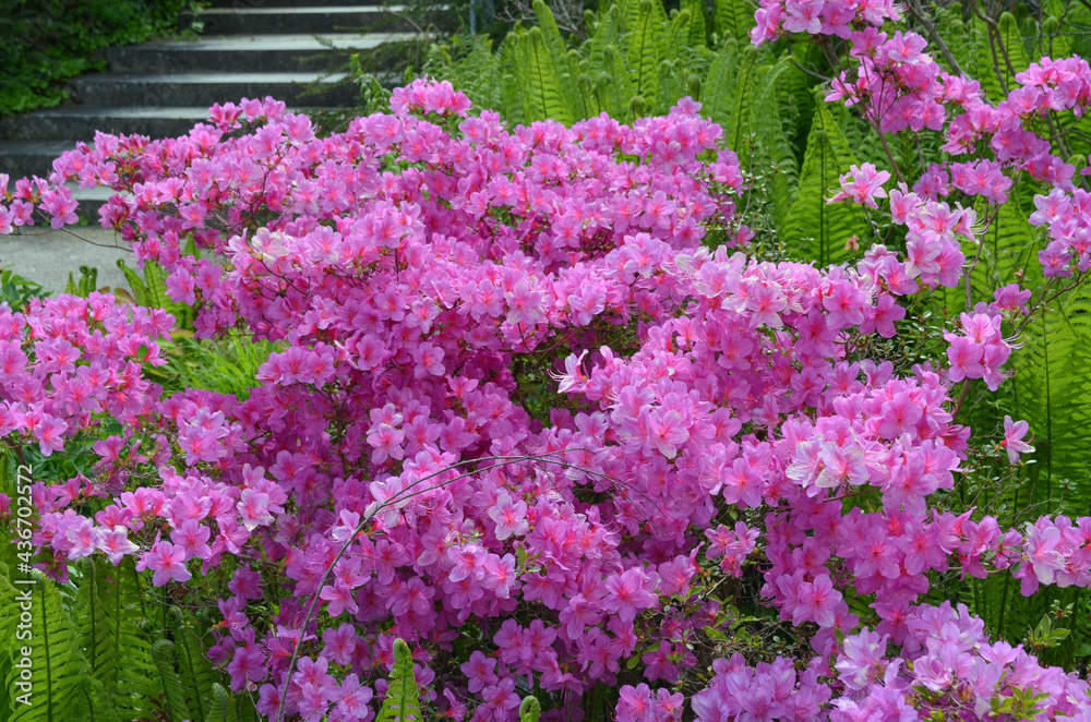 Blumen Blumen