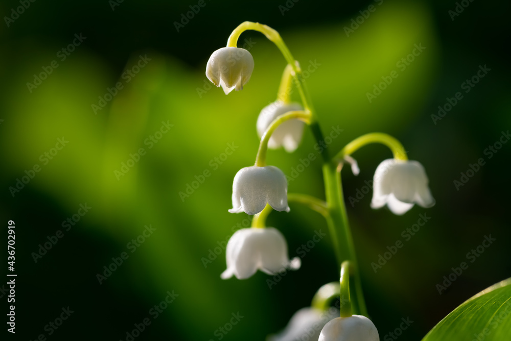 Convallaria majalis Maiglöckchen Blume Mai Maieriesli Garten Blüten