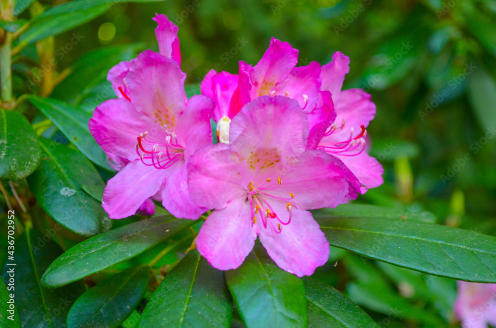 Blume Blume