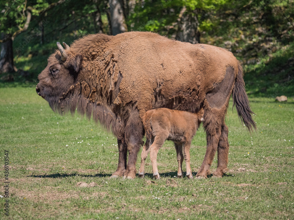 Veau bison d'Europe et sa mère Veau bison d'Europe et sa mère
