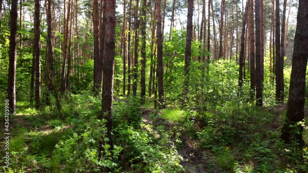 Green bright forest. Trees, bushes, branches with green leaves and green grass Green bright forest. Trees, bushes, branches with green leaves and green grass