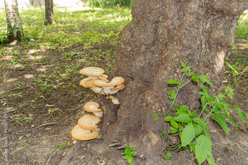 Cerioporus squamosus, also known as Pheasant's back mushrooms and dryad's saddle, is a basidiomycete bracket fungus. photo