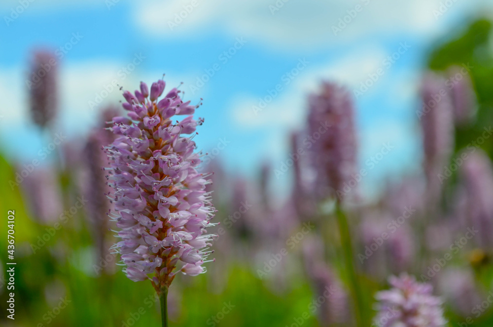 Obraz premium Blume