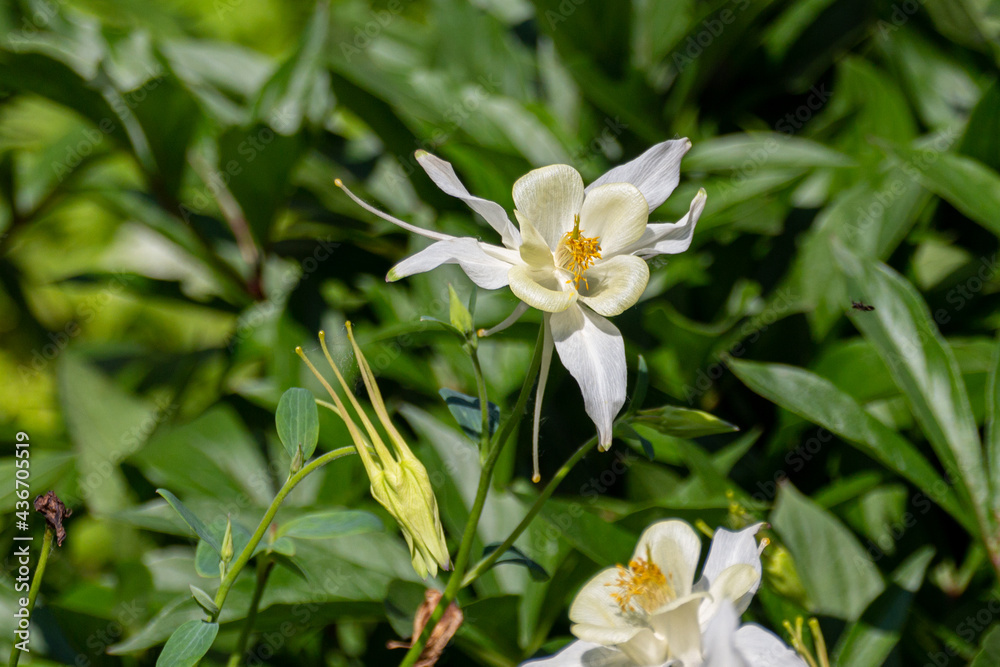 Blooming white aquilegia fragrans flowers. Blooming white aquilegia fragrans flowers.
