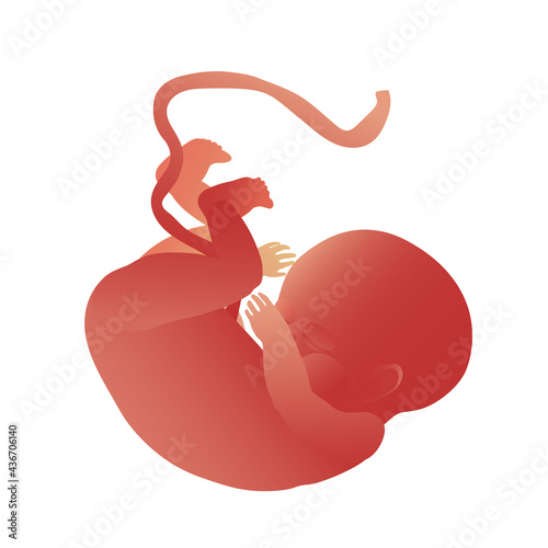 A newborn baby with an umbilical cord. Pregnancy and motherhood, new life concept. A sleeping child in the womb. Color vector illustration isolated on a white background in the style of a clipart.