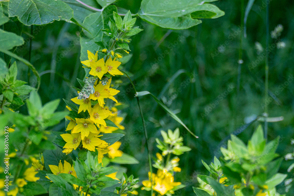 Blooming yellow Lysimachia vulgaris flowers. Blooming yellow Lysimachia vulgaris flowers.