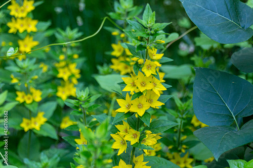 Blooming yellow Lysimachia vulgaris flowers.